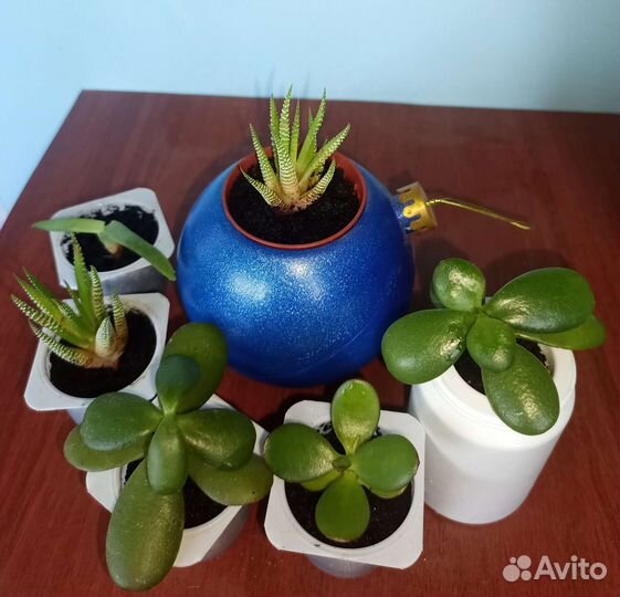 Комнатные цветы отростки