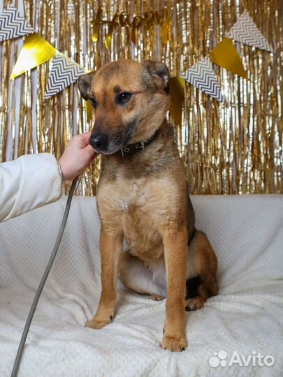 Лакки грустит и хочет в добрые и любящие ручки