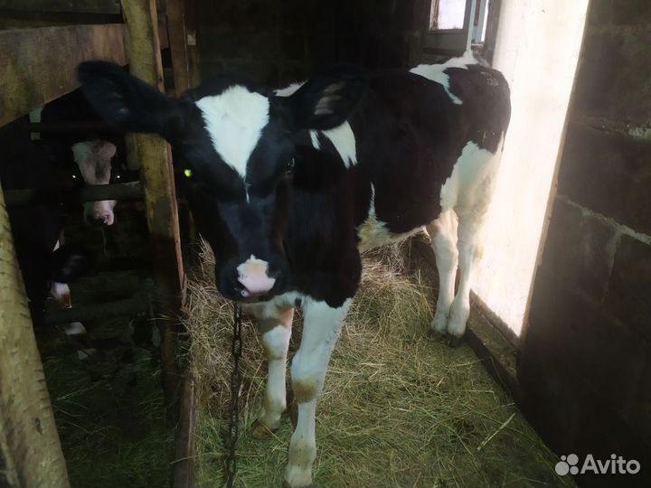 Телёнок тёлка