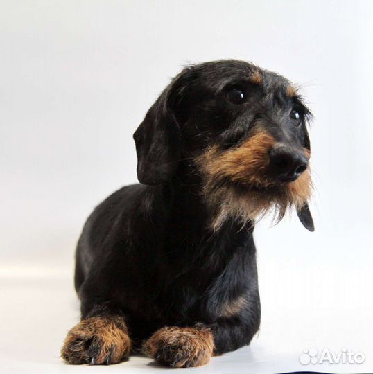 Миниатюрная такса