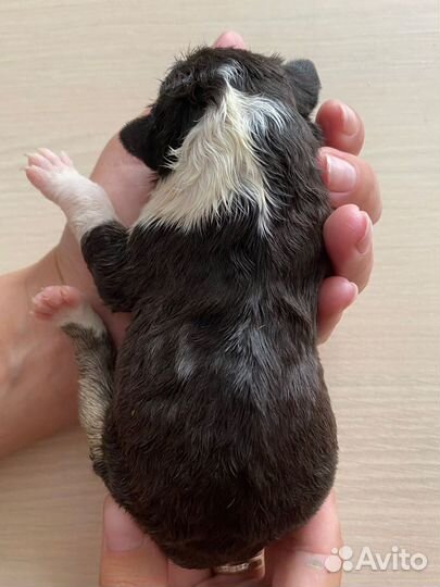 Красавица стандартного бультерьера