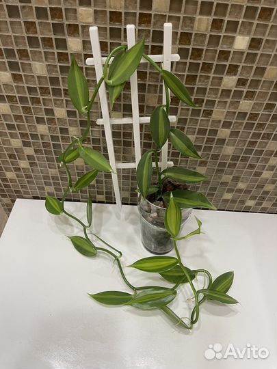 Орхидея Ваниль вариегатная