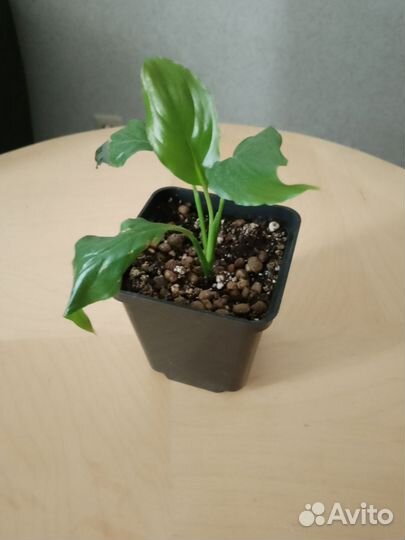 Замиокулькас фикус и др