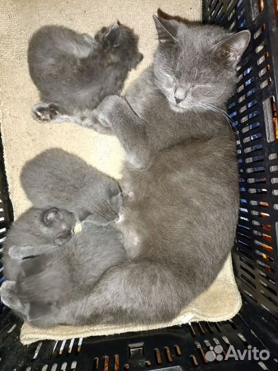 Русская голубая, котята