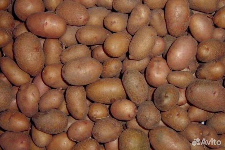 Семенной картофель и на еду, морковь, свеклу