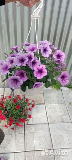 Семена петунии