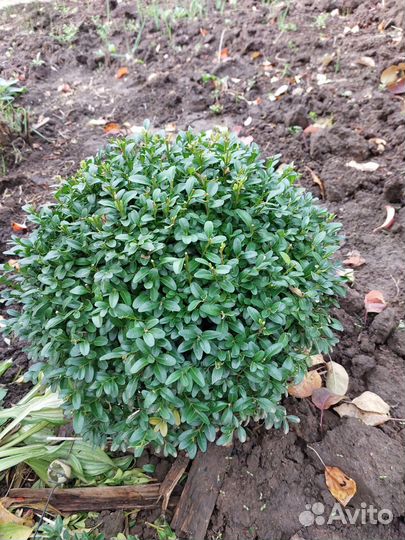 Цветы для сада и комнатные