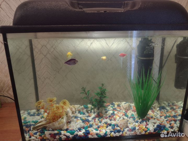 Аквариум с рыбками