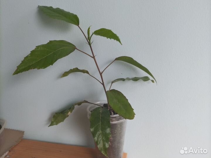 Герань и Гибискус розовый