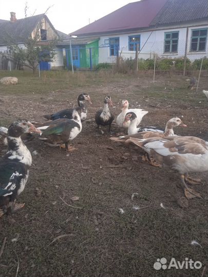 Мускусные утки