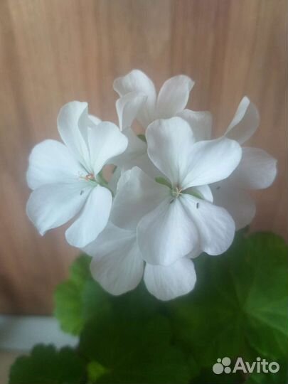 Герань пеларгония белая