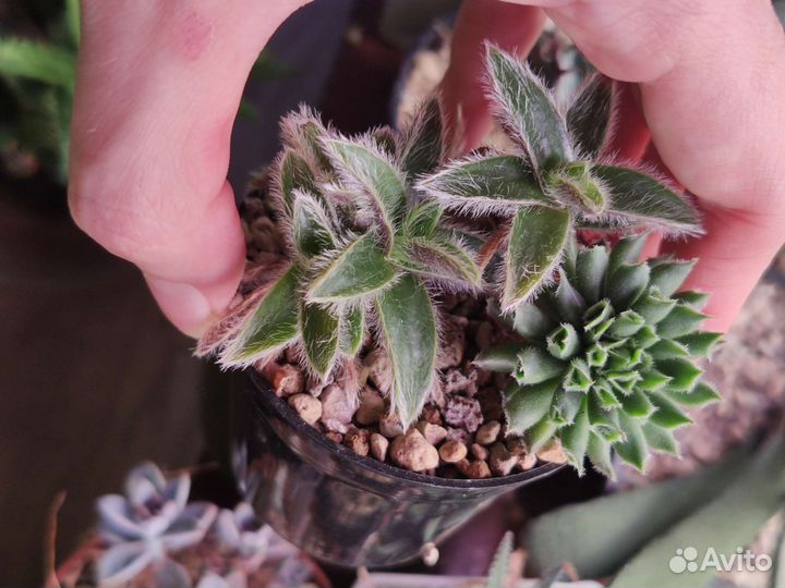 Суккулент Садик Детки Молодило Одитти Цианостис