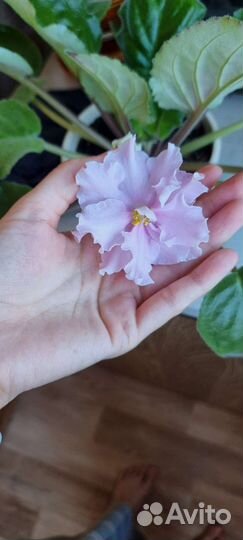 Фиалка (сенполия) нежно розовая