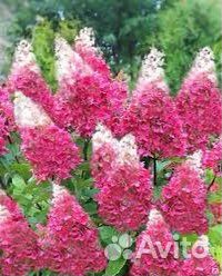 Гортензия метельчатаяПинки Винки