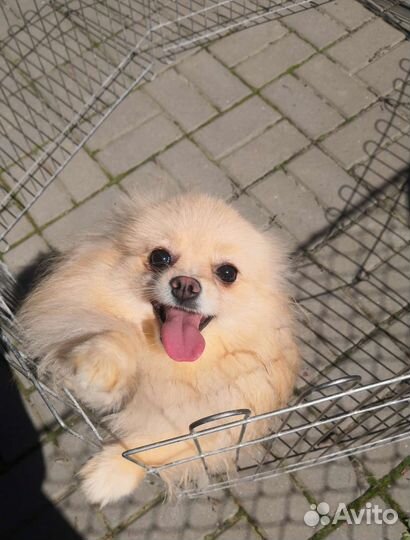 Помераночка