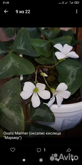 Каллизия 'Melnikoff', рео вариегатное Cream и др