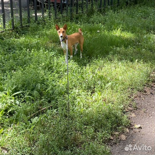 Щенок бассенджи