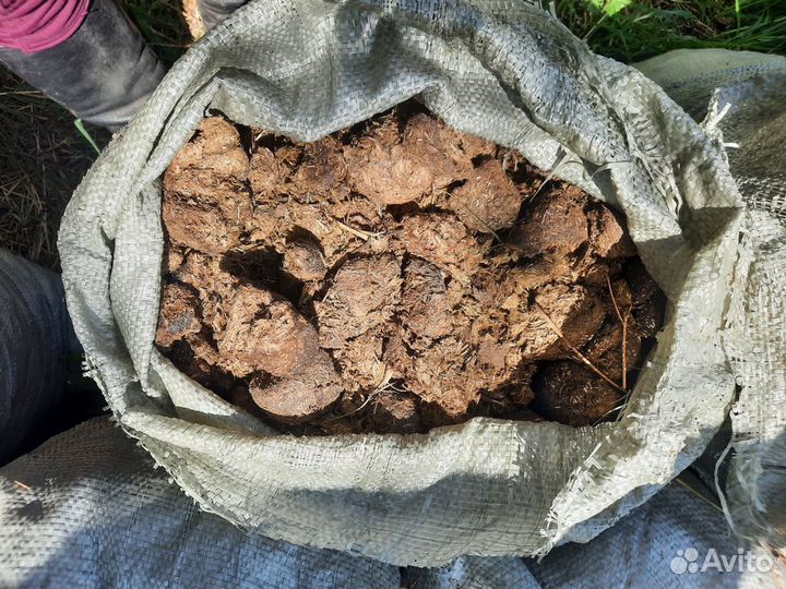 Сухой конский навоз