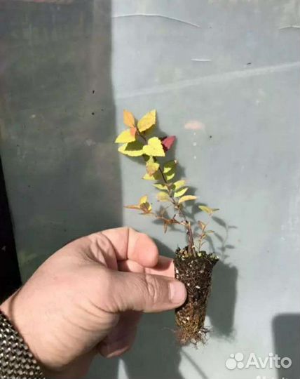 Спирея голдфлейм