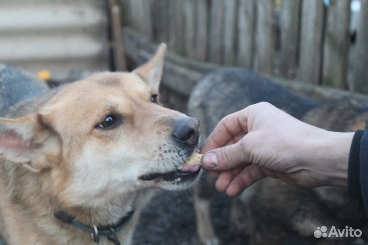 Собака