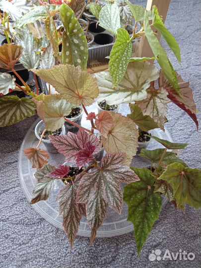 Бегонии набором