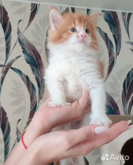 Мальчик Мейн кун классика