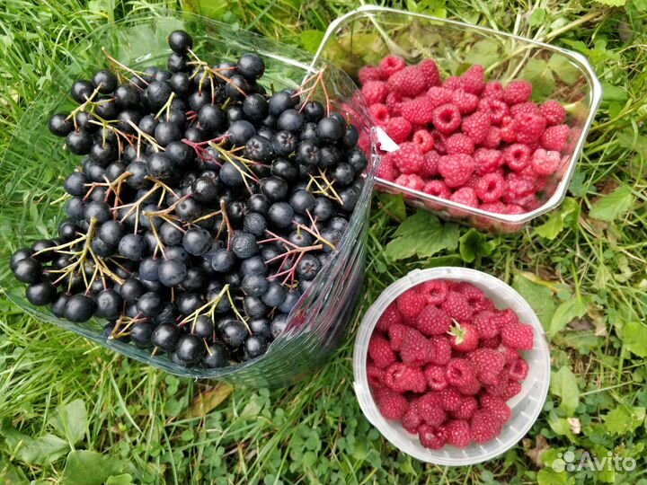 Черноплодка,малина,виноград, алыча,яблоки