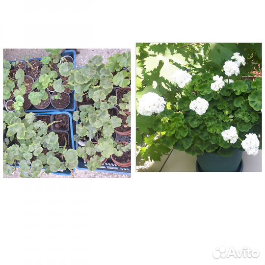 Герань белая розебудная