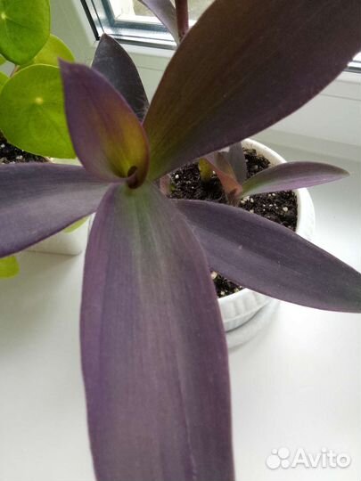 Традесканции