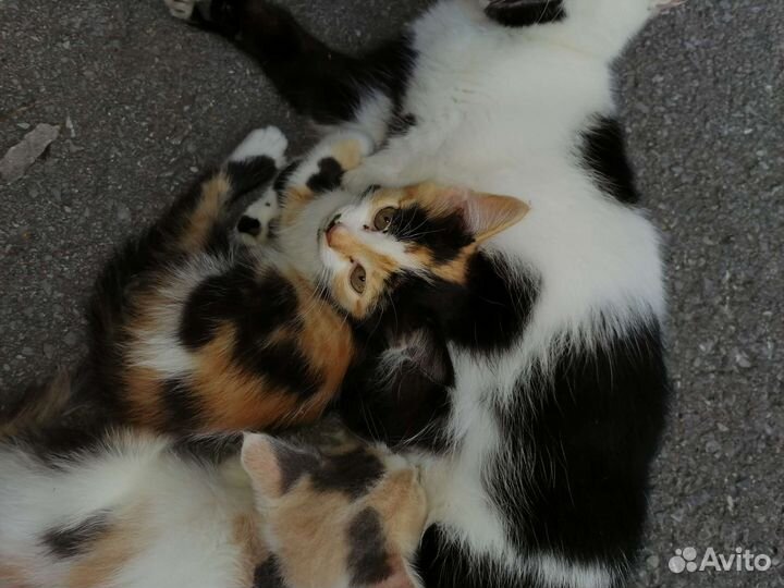 Кошки бесплатно