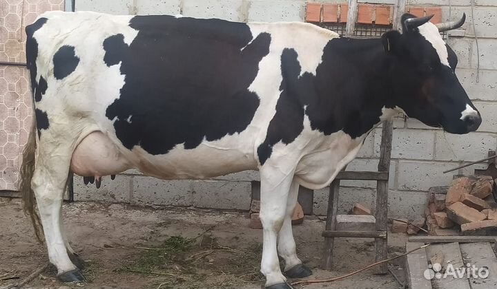 Корова высокоудойная