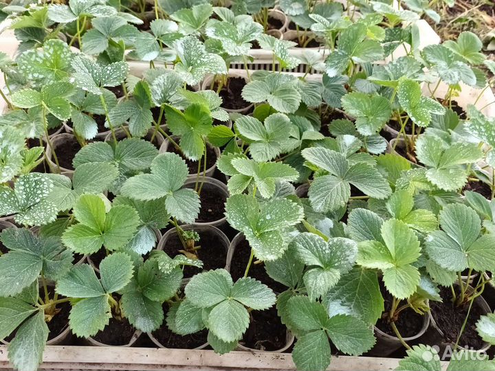 Рассада ремонтантной клубники