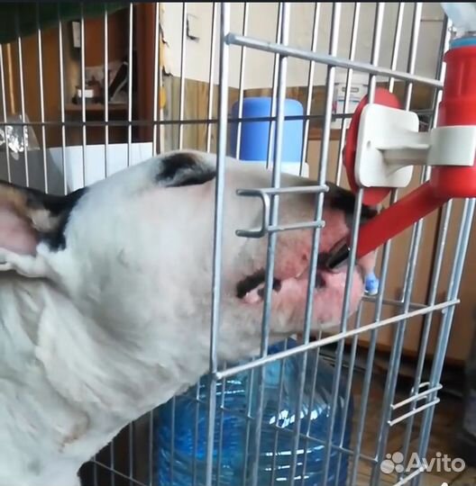 Поилка для собак, кошек и грызунов