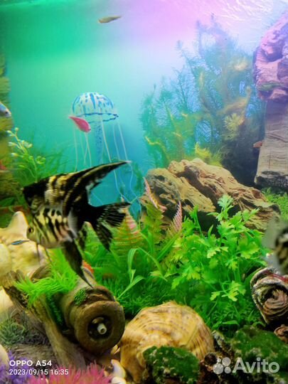 Скалярия чёрный мрамор