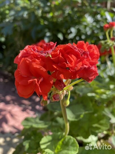 Пеларгонии сортовые