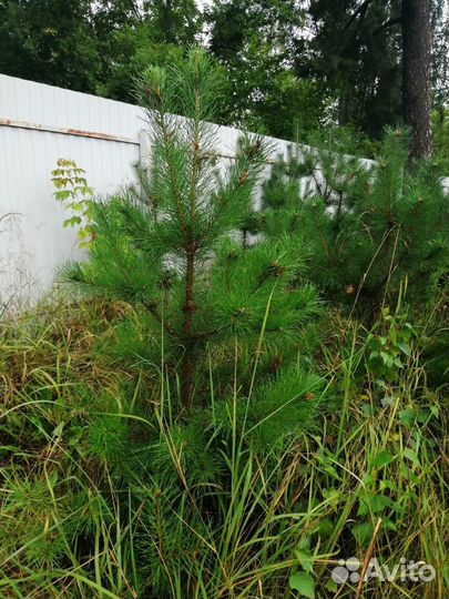 Сосна облепиха