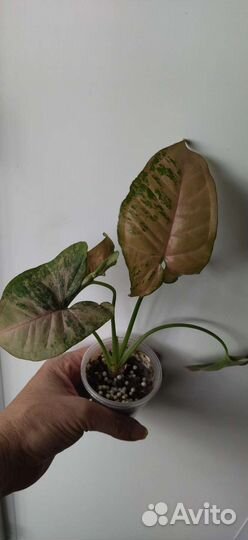 Сингониумы