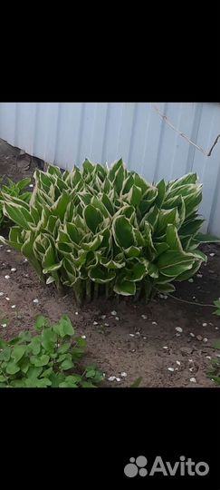 Белоокаймленная хоста