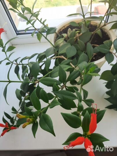 Эсхинантус жар птица