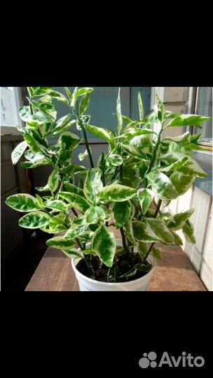 Комнатные цветы