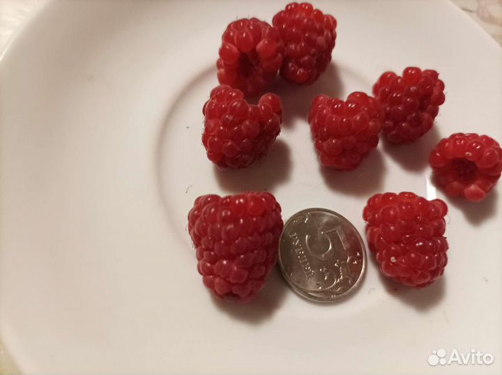 Малина Рубин Болгарский