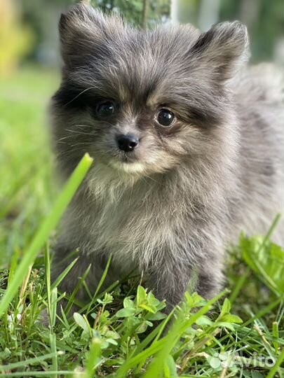 Продается щенок немецкого шпица