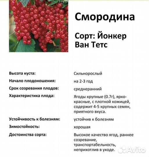 Смородина красная длинно кистевая Йонкер Ван Тетс