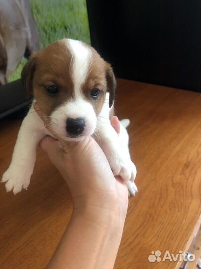 Джек рассел терьер