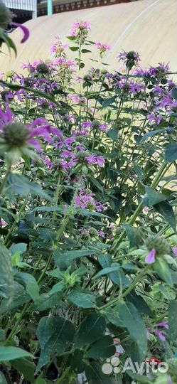 Цветы монарда