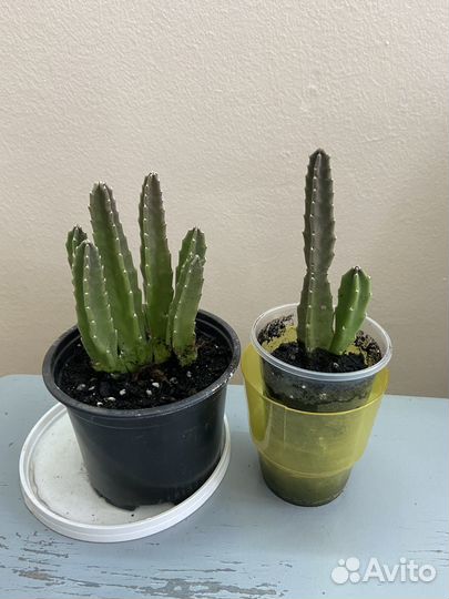 Кактусы и суккуленты. Стапелия