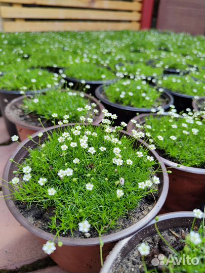 Императа Red Baron