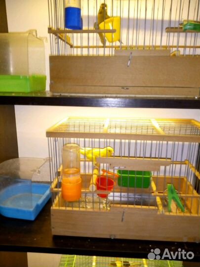 Певчий кенар