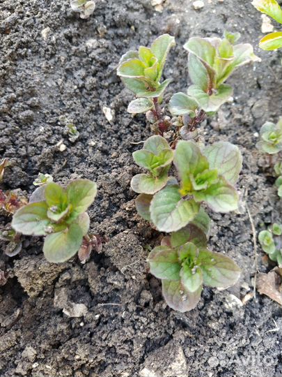 Мята и мелисса