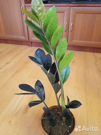 Замиокулькас Чёрный,Зелёный Долларовое дерево